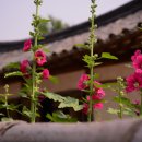 돌담한옥 이미지