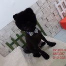 Pet salon 이미지