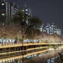 계양경기장-서운체육공원 | [인천] 계양경기장 (서운체육공원) 벚꽃구경