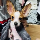 퍼피도담