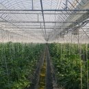 티에스팜 이미지