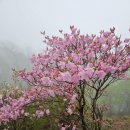 26년 5월2일 축령산&amp;서리산 연달래 산행 이미지
