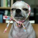 헤루 네이버블로그