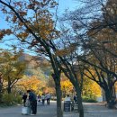 가을동물원 | 🍂 가을 단풍 절정! 서울대공원 동물원 나들이 후기｜서울 근교 가족·연인 나들이 추천 🦒🐘