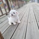 광주강아지분양 펫블리 애견 샵 네이버블로그