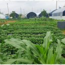 소소농장 이미지