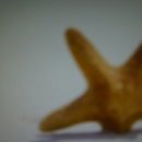 천제연 담팔수나무 이미지