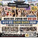 8월 8일 고양이날 시간. 거리 가능하신 집사님은 보신각집회 참석 부탁드립니다 이미지