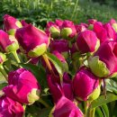 하만농장 이미지