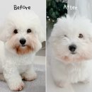 강아지똥 | 강아지 똥먹는 이유, 식분증 영양제 후기