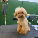 메이그루밍 이미지