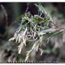 대나무PC 이미지