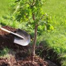 조경기능사(실기) 이미지