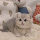 분당고양이분양 나비캣 | 안성고양이분양 고민 끝 속 시원하게 답 알려준다니까!