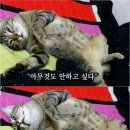 교촌치킨정왕3호점