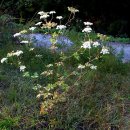 경북기름 이미지