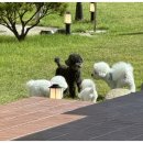 부산애견팡팡 이미지