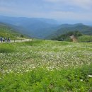 육백마지기 이미지