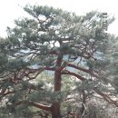 자진뱅이산벚꽃 이미지