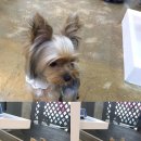 삐삐애견샵 이미지