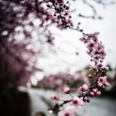 그날, 꽃피는 청춘 이미지