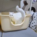 나투어리베 | 네이버 펫 바우처 혜택으로 고양이 화장실 전체갈이 소심한호랑이 화장실 후기