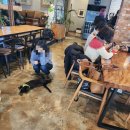 카페아리 | 포천 이가팔리 카페 카페아리 방문 후기 ㅣ 대형 감성카페 고양이가 있는 힐링카페