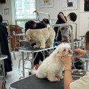 프로펫 애견 미용실 이미지