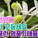 1만원 2만원대 10개 초특가 12만 모듬세일!! 착한풍란 명품기대품들 (옥금강 원효 담로 장군 오동 청진주 흑진주 녹보 취월 취화전) 이미지