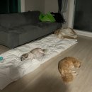 룽지의 여행 일기- 포천 세인트 펜션(세인트 가든)(대형견 동반 가능, 개별 수영장 있음!)
