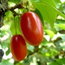 산수유 [山茱萸, Cornus officinalis] 이미지