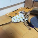 둘리동물병원 | [둘리 동물병원] 고양이 하루 중성화 후기 + 비용