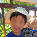 싱싱포도원 - 안성시 안성맞춤대로 2534 | 싱싱포도원