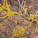 개나리 멍멍 이미지