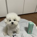 봄덴탈 | [족구미들 봄 운동회]우반생 덴탈워터