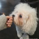 아이러브 애견 | 달서구] 성서 계명대학교 동문 근처 로데오거리 시간제한 없는 애견카페 '아이러브독도' 내돈내산 방문후기