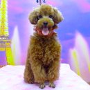 퍼피 투게더 이미지