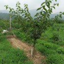 정구영농장 이미지