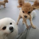레츠개릿 네이버블로그