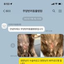 마당 고양이 중성화 상주동물병원 솔직 후기