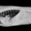 이천동물의료센터 이미지
