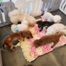 서촌동 댕번지 이미지