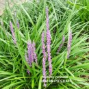 생명의 노래 이미지