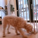 용이동 농협 앞 | 평택애견미용 논스트레스 맞춤애견미용 이리온펫 추천