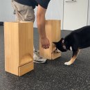 올 마스터 독 이미지