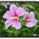 무궁화꽃이피었습니다 이미지