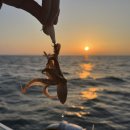 항구낚시 슈퍼 | 태안 안면도 영목항 쭈꾸미 배낚시 맥가이버호 종일배 후기