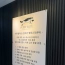 퍼피빈 스튜디오 | [퍼피엘리트] 용인 죽전 강아지행동교정/유치원/교육컨설팅 전부 가능한 곳!
