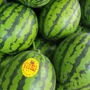 동균농장 | 맛있는 수박 고르는법 올바른 수박 보관 방법 수박효능 고당도 수박