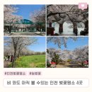 호숫가 드림 펜션 | 인천 벚꽃 명소 4곳, 지금도 볼 수 있는 늦벚꽃 스팟 (26.04.12 드림파크 업데이트)